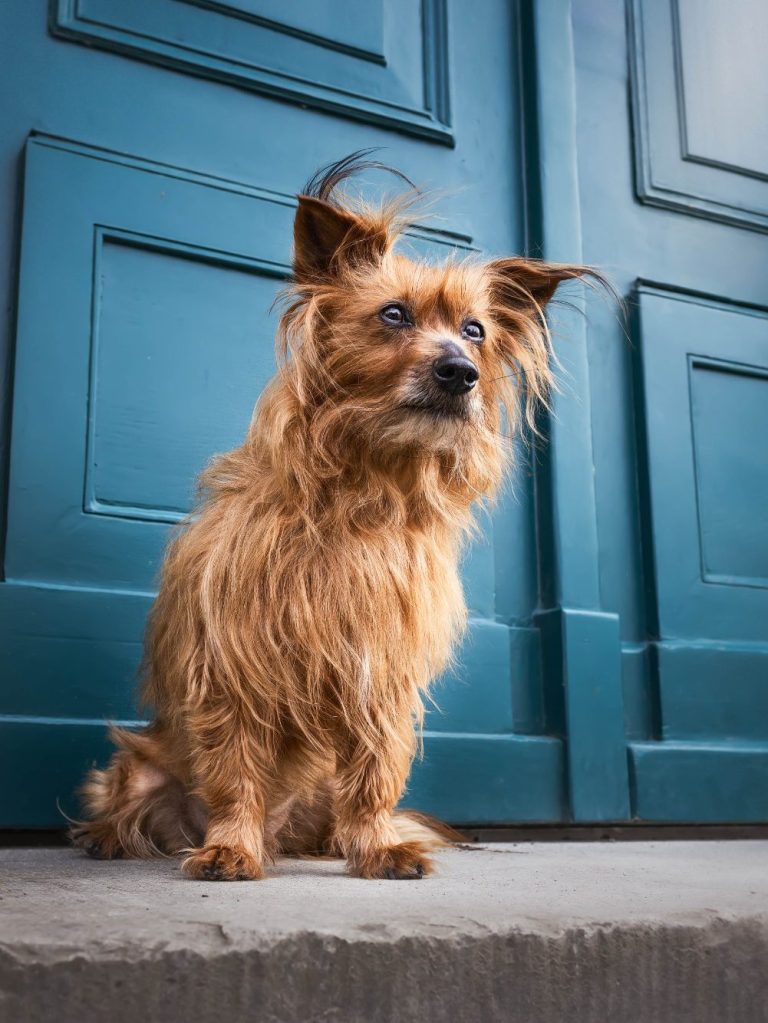 Brauner, langhaariger Hund sitzt vor einer blauen Tür auf einer Treppe.