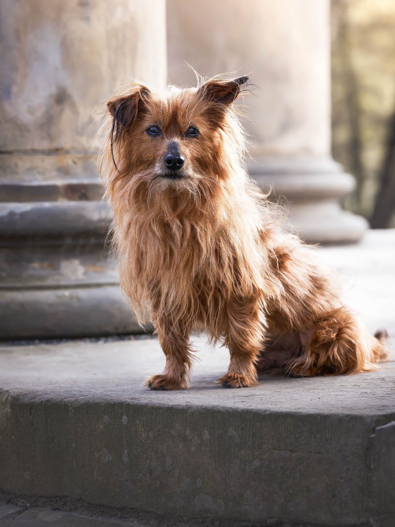 Ein kleiner, zotteliger Hund steht auf einer Steinoberfläche.