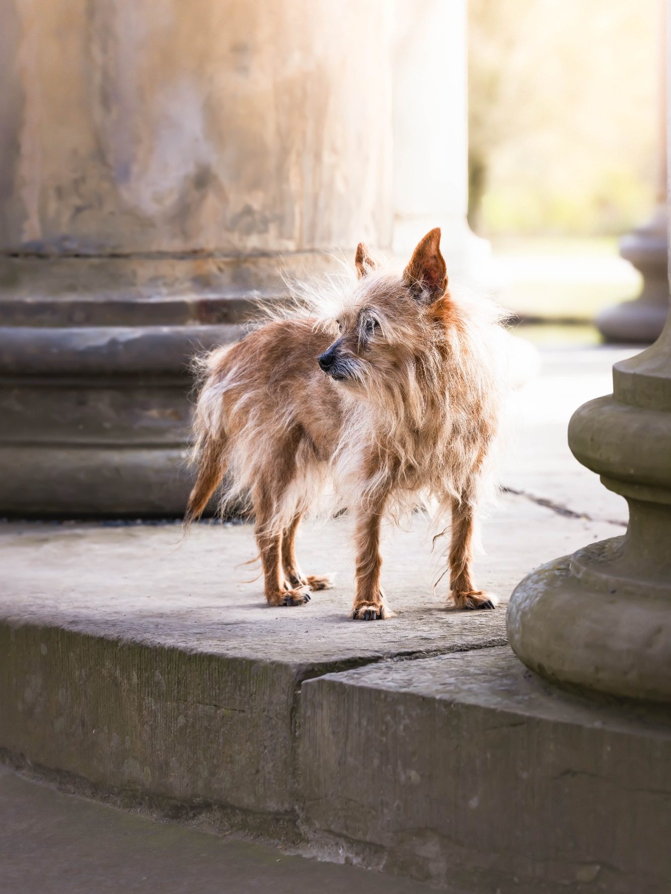 Ein wuscheliger Hund steht zwischen Säulen im Freien.